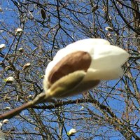 Debešķīgs skaistums: Mellužos zied magnoliju koki