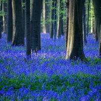 Kā ziedu upe: Beļģijā uzziedējis zilo pulkstenīšu mežs