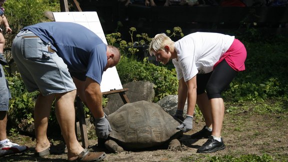 Bruņurupuču svēršana zoodārzā - 24