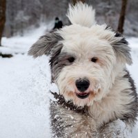 Trīs biežākās problēmas, kas piemeklē suņu saimniekus ziemā