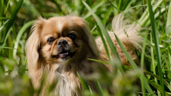 Pekinietis