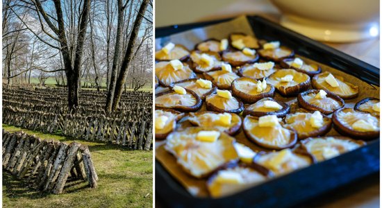 Imperatora maltīte. Šitake sēņu valstība Kurzemes vidienē