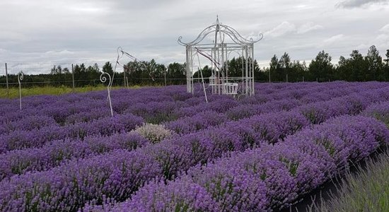 Četri dārzi Latvijā, kur baudīt aromātiskos lavandu laukus