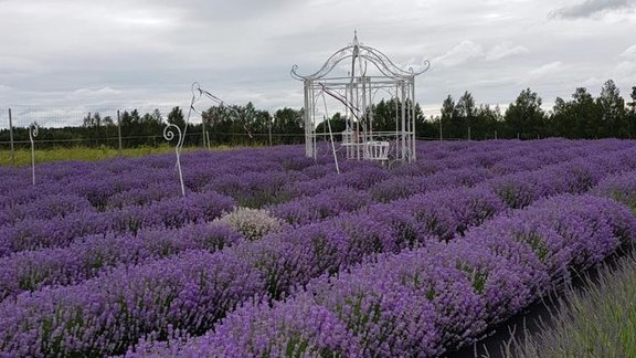 lavandas, Lavandu Lejas, lavanda, lavandu lauki, lavandu lauki Ikšķilē