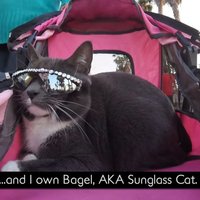 Video: Stilīga kaķenīte ikdienā pārvietojas ar saulesbrillēm