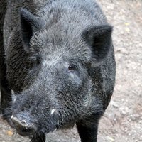 В Латвии африканская чума свиней констатирована еще у 30 кабанов