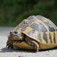 Ņūdžersijā glābēji ar suni nedēļu meklē izbēgušu 45 kilogramus smagu bruņurupuci