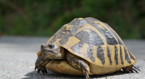 Ņūdžersijā glābēji ar suni nedēļu meklē izbēgušu 45 kilogramus smagu bruņurupuci