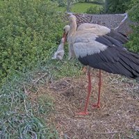 No balto stārķu Fāzes un Volta ligzdas izmesti visi mazuļi