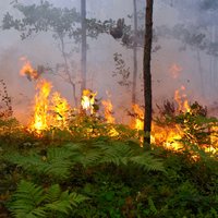 Pērn dzēsti 566 meža ugunsgrēki 309 hektāru platībā