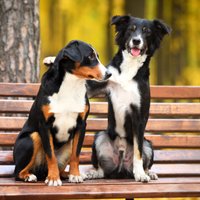 10 lietas, kas jāzina par obligāto suņu čipēšanu un reģistrēšanu