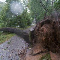 Vētras postījumu novēršana Rīgas pašvaldībai līdz šim izmaksājusi 1,1 miljonu eiro