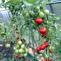 Darāmie darbi tomātu siltumnīcās: vāc ogas un sēj zaļmēslojumu