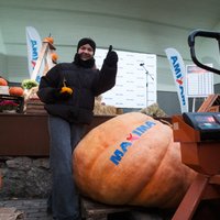 Foto: Noskaidrots šī gada Latvijas lielākais ķirbis – 443 kilogramu smags milzenis