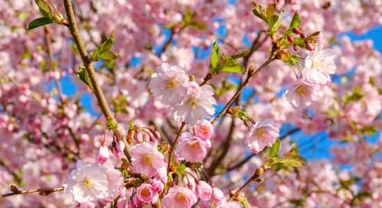 Foto: Pārdaugavā bagātīgi plaukst sakuras