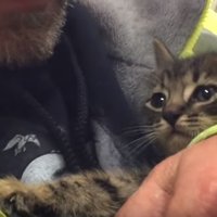 Aizkustinošs video: Ugunsdzēsēji izglābj 33 stundas iesprostotu kaķēnu