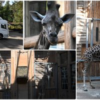 Rīgas zoodārzā ieradusies jauna žirafe no Austrijas