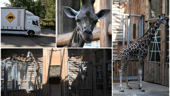 Rīgas zoo publicitātes foto