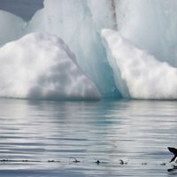 Аномальная ситуация: на Северном полюсе — рекордное потепление