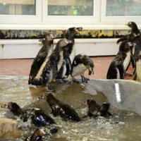 Rīgas zoodārzā uz neilgu laiku atkal skatāmi vairāki pingvīni