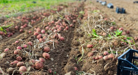 Kartupeļi šogad bojāsies arī pagrabā, un ar to jārēķinās