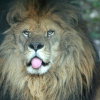 СМИ: голодные сирийцы съели льва из зоопарка