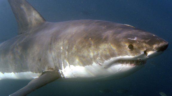 Great White shark