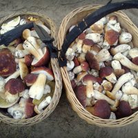 Небывало ранний урожай: в лесах Латвии уже собирают боровики
