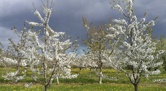 Kādas šķirnes ķiršus izvēlēties piemājas augļu dārzam?