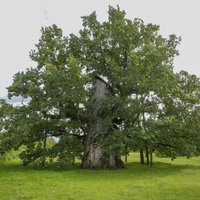 Foto: Kaives Senču ozols – resnākais koks Baltijā