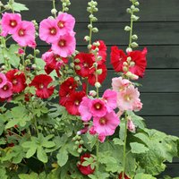 Padomi slinkam dārzniekam: dārza eksperte iesaka izturīgākos ziedus