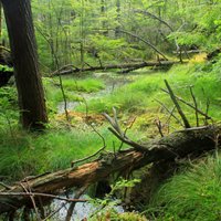 Скалы, родники и природные тропы Видземе: 6 маршрутов для отдыха на природе