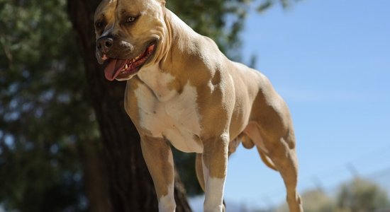 Правда ли, что существуют генетически агрессивные породы собак?