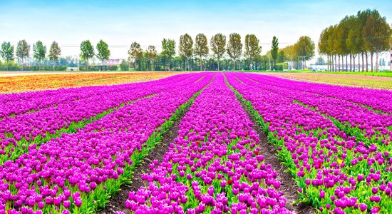 Foto: Apbrīnojamā tulpju ziedēšana Holandē
