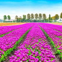Россия ужесточила правила ввоза цветов из Голландии