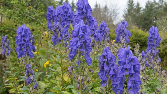 Ķīnas kurpīte, rudens, ziedi rudenī, Aconitum carmichaelii