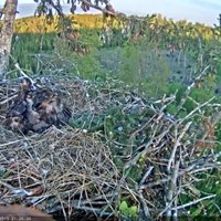 Video: Kopš gredzenošanas ērglēns Durberts joprojām gaida savus vecākus. Pagājusi vairāk nekā diennakts