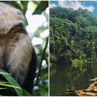 Dabas parks Kostarikā jeb Viena no bioloģiski daudzveidīgākajām vietām pasaulē