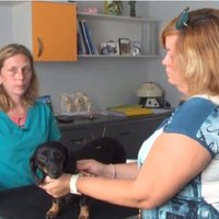 Video: Arī Latvijā nu pieejama adatu terapija dzīvniekiem. Vai efektīva?