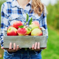 No zemeņu stādīšanas līdz ābolu vākšanai – dārza darbi rudens gaidās