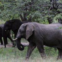 Зимбабве начинает распродажу слонов из национального парка