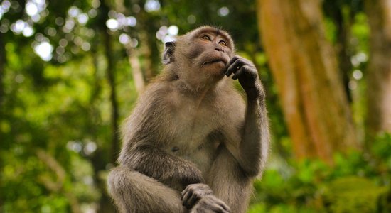 Savvaļas pērtiķiem patīk kost, zagt un bāzt kāju mutē. Kā izvairīties?