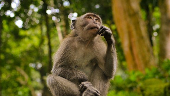 pērtiķi, Bali