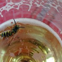 Pētnieks paskaidro, kāpēc lapsenes tik bieži lien alkohola glāzēs