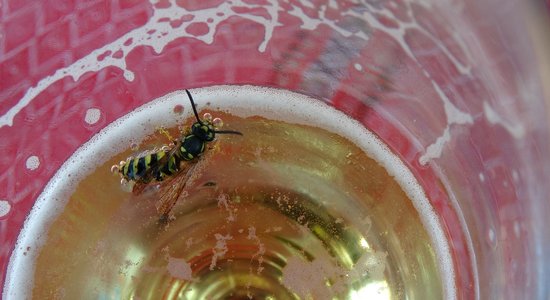 Pētnieks paskaidro, kāpēc lapsenes tik bieži lien alkohola glāzēs