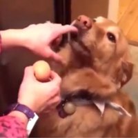 Interneta hits: Zeltainā retrīvera saimnieces īpatnējais eksperiments ar jēlu olu suņa mutē