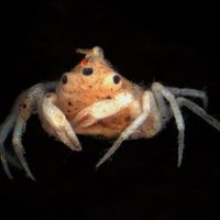 Zinātnieki atraduši ļoti dīvainu krabi ar trim acīm