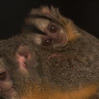 Рижский зоопарк просит придумать имя новорожденной обезьянке