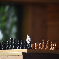 Krievija pēc rakstiem par iebrukumu Ukrainā bloķē šaha vietni 'chess.com'