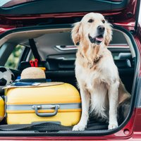 Kā automašīnā droši un pareizi pārvadāt mājdzīvniekus?